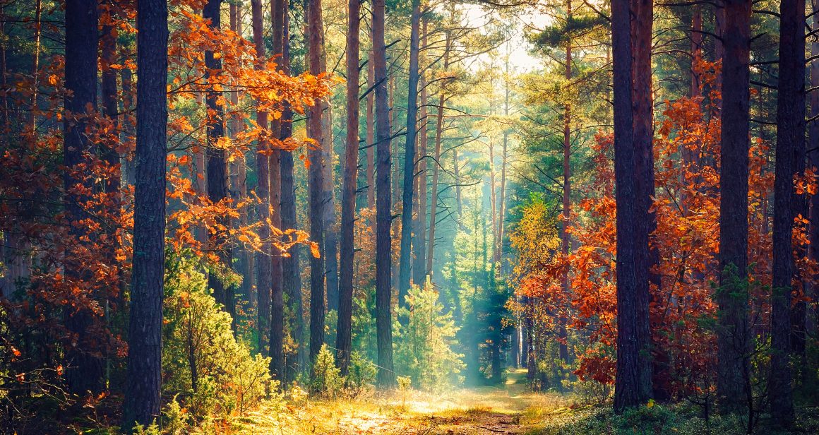 natura, fot. Shutterstock.