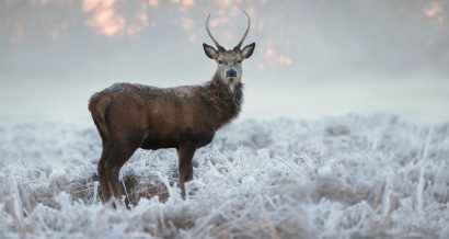 dzikie zwierzęta, jeleń, fot. Shutterstock