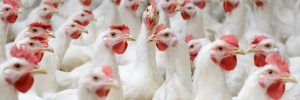 Kurczaki broilery, farma. Fot. Shutterstock
