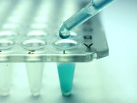 Komórki macierzyste, nauka, laboratorium, próbki. Fot. Shutterstock