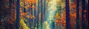 natura, fot. Shutterstock.