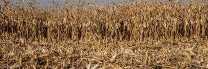 Pole kukurydzy w Polsce dotknięte suszą, fot. Shutterstock.