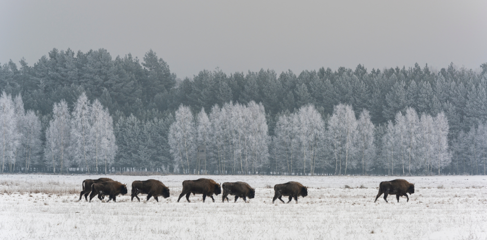 Żubry w Białowieskim Parku Narodowym, fot. Shutterstock.