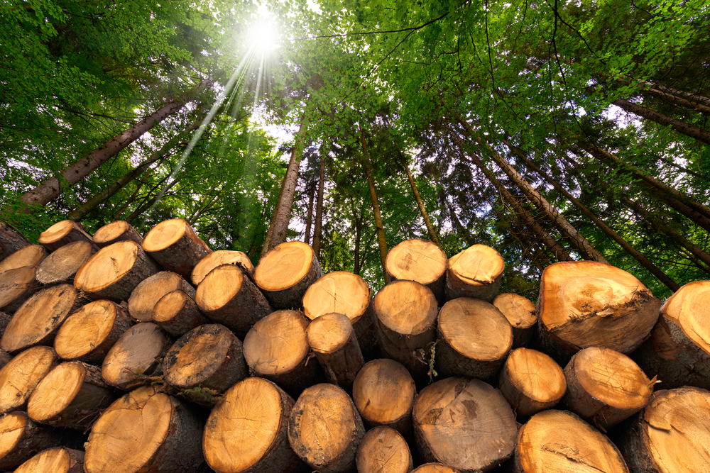 Drewno przeznaczone do spalenia, fot. Shutterstock.