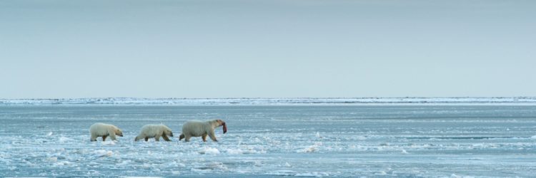 Niedźwiedzie polarne, Alaska, fot. Shutterstock.