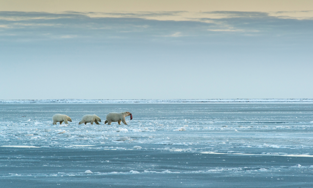 Niedźwiedzie polarne, Alaska, fot. Shutterstock.