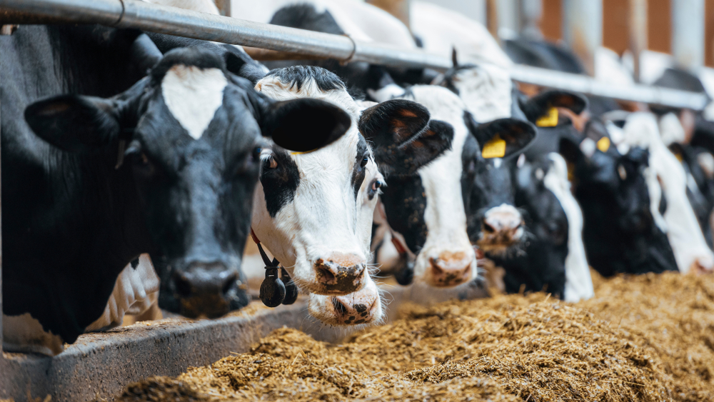 rolnictwo, przemysłowa produkcja nabiału, krowy, fot. Shutterstock.
