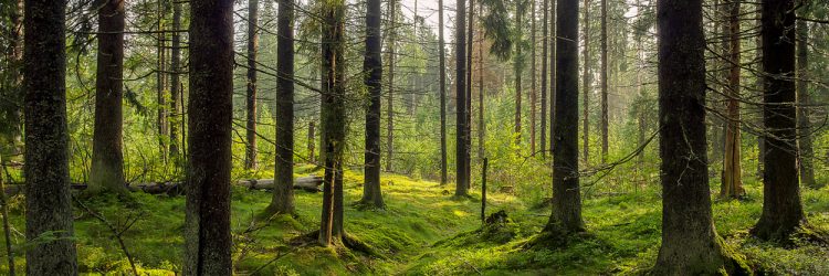 Las, przyroda, środowisko, klimat. Fot. Shutterstock