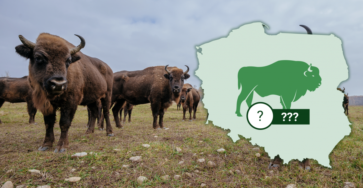 Ile żubrów na wolności żyje w Europie i w Polsce? Grafika: 300Gospodarka.