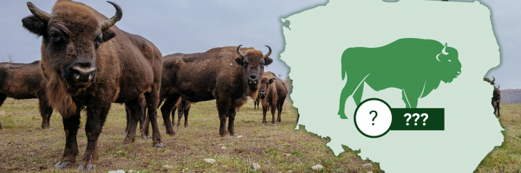 Ile żubrów na wolności żyje w Europie i w Polsce? Grafika: 300Gospodarka.