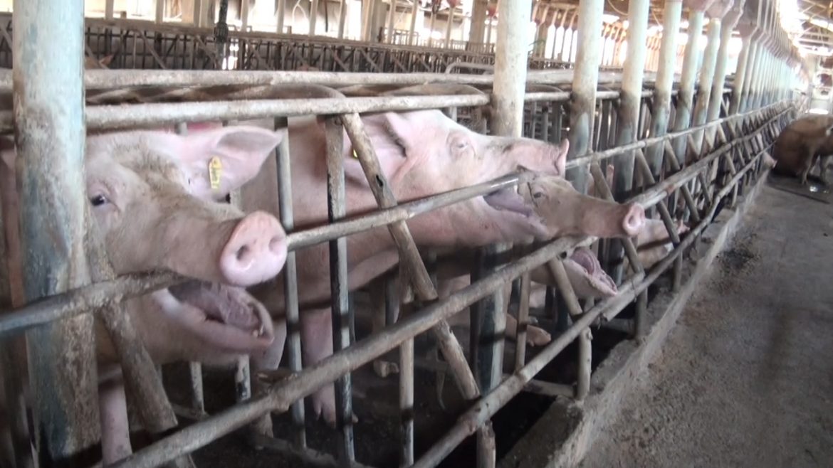 materiały prasowe/Compassion Polska