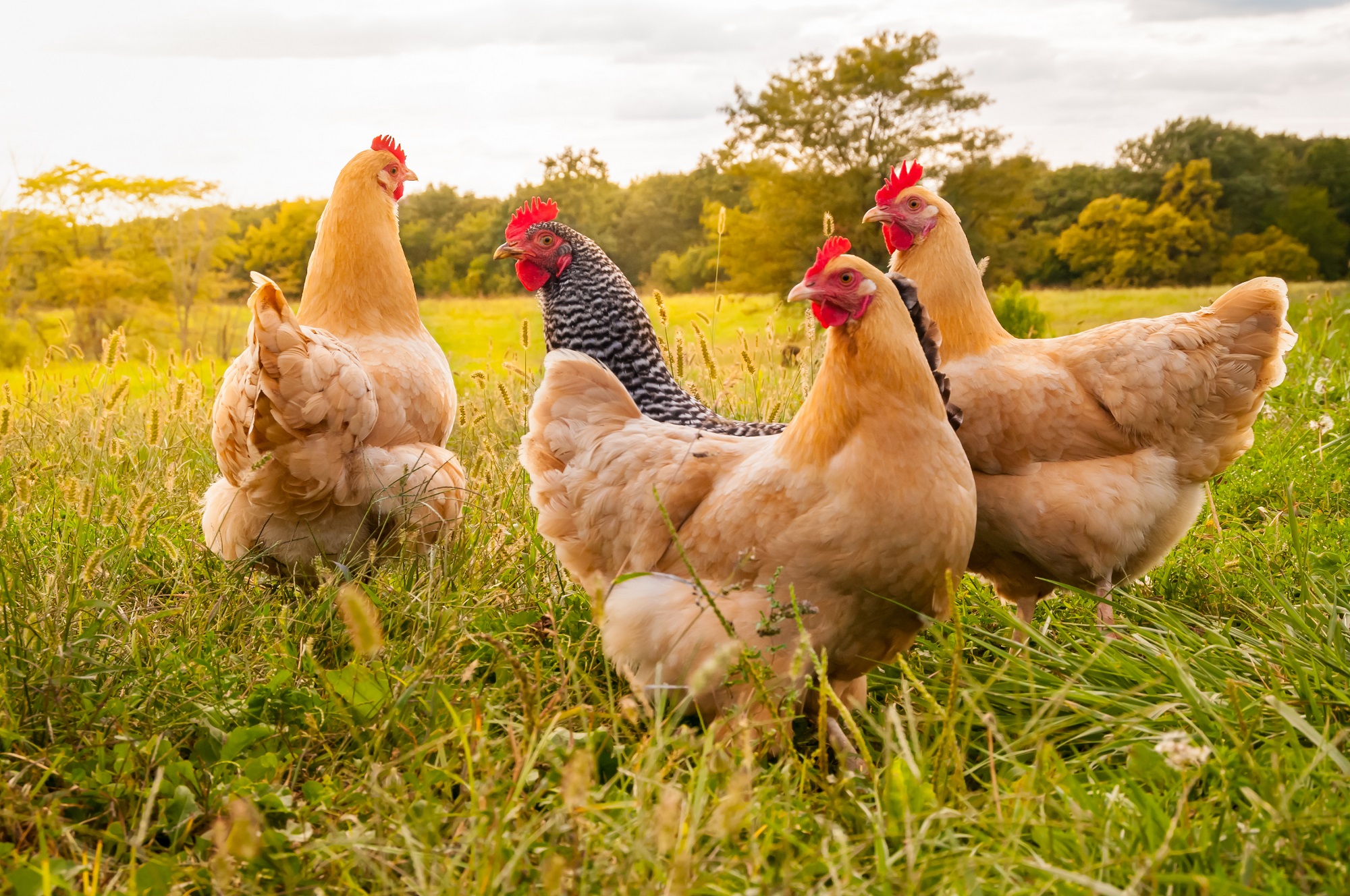 Kurczaki na wolnym wybiegu, fot. Shutterstock.com