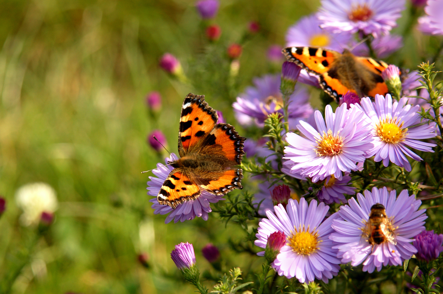 Motyle i pszczoły na kwiatach, fot. artjazz / Shutterstock.com