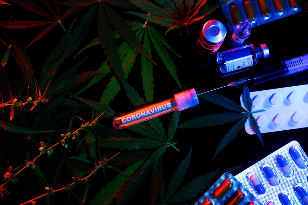 Cannabis &Covid, fot. Shutterstock