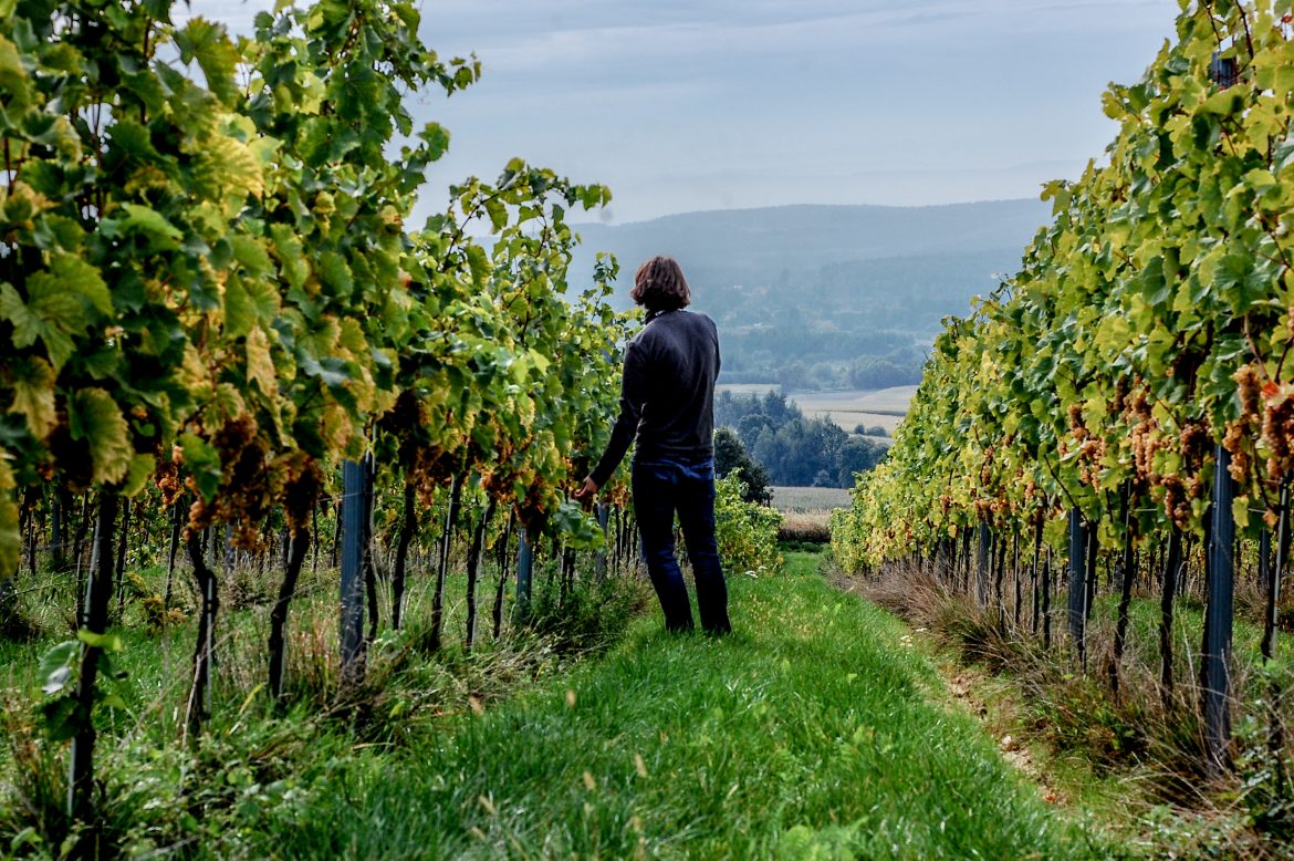 Winnica Jura, fot. Maryjka Szurowska