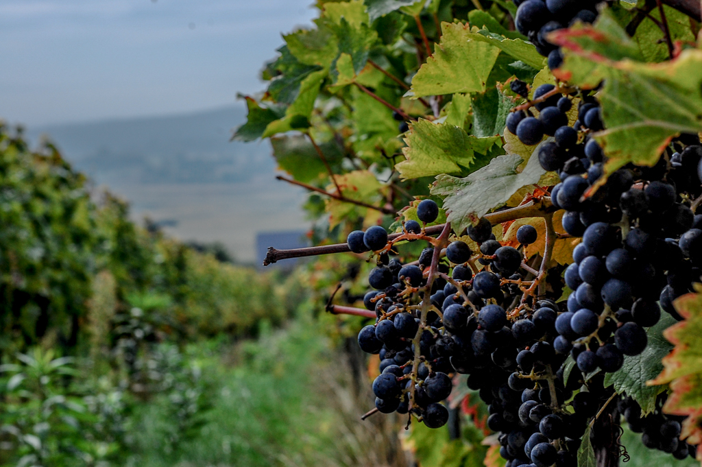 Ekologiczne winogrona z winnicy Jura, fot. Maryjka Szurowska