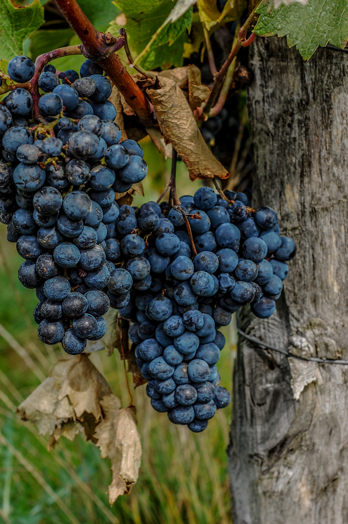 Winogrona z winnicy Jura, fot. Maryjka Szurowska