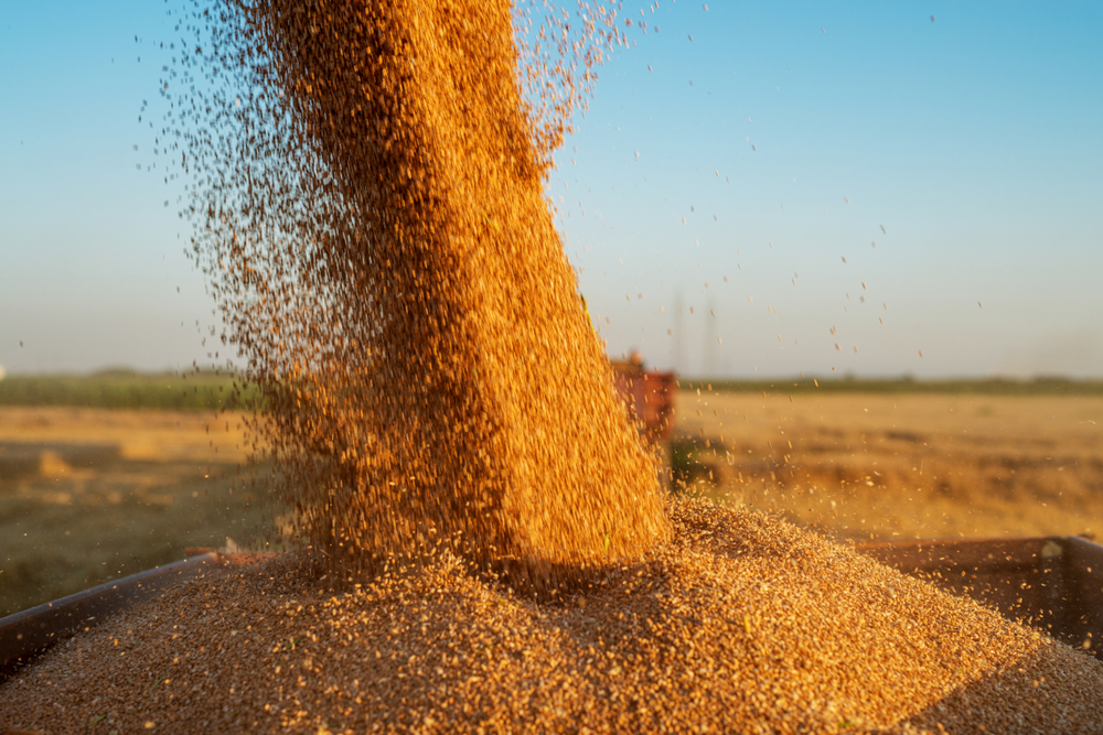 Zbiór zbóż podczas żniw, fot. Shutterstock.com
