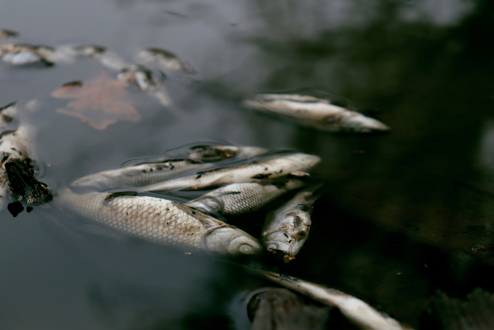Śnięte ryby w rzece, fot. Shutterstock.com