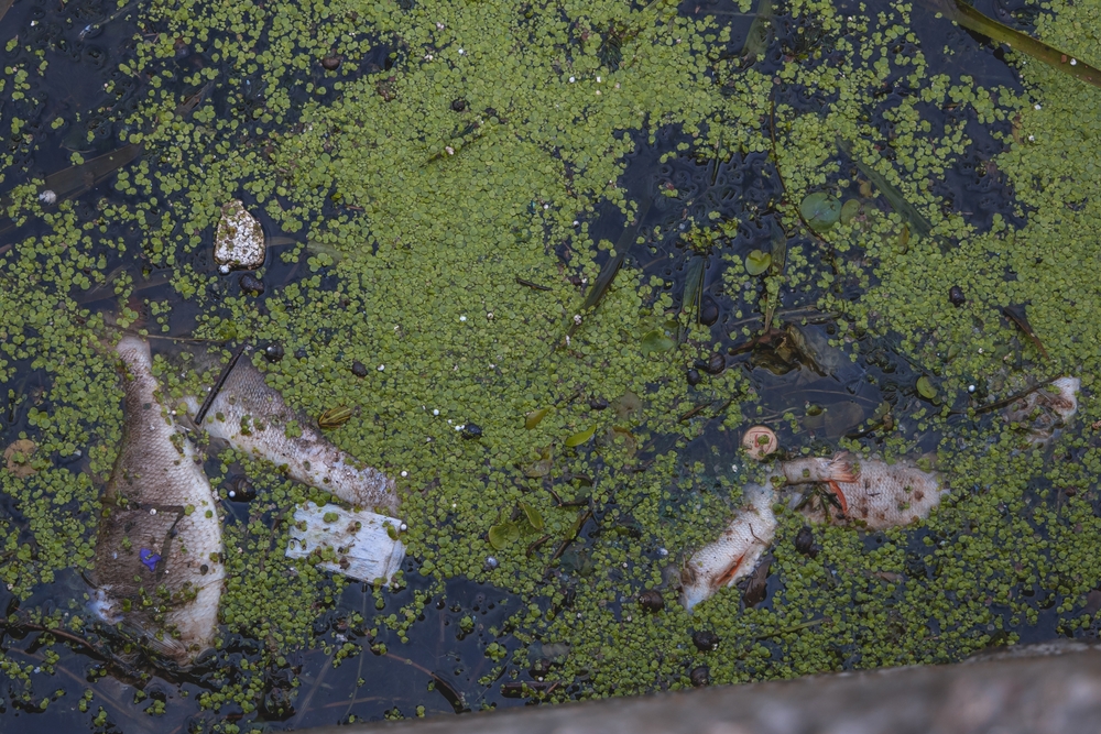 Śnięte ryby w zanieczyszczonej rzece, fot. Shutterstock.com