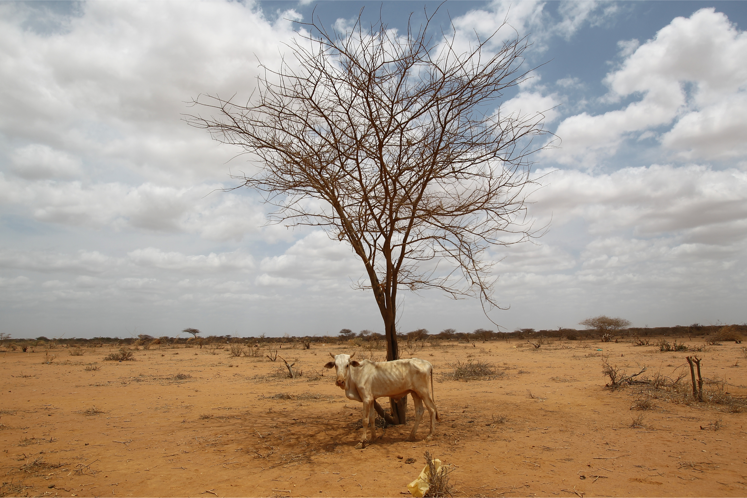 Susza, Somalia, fot. Shutterstock