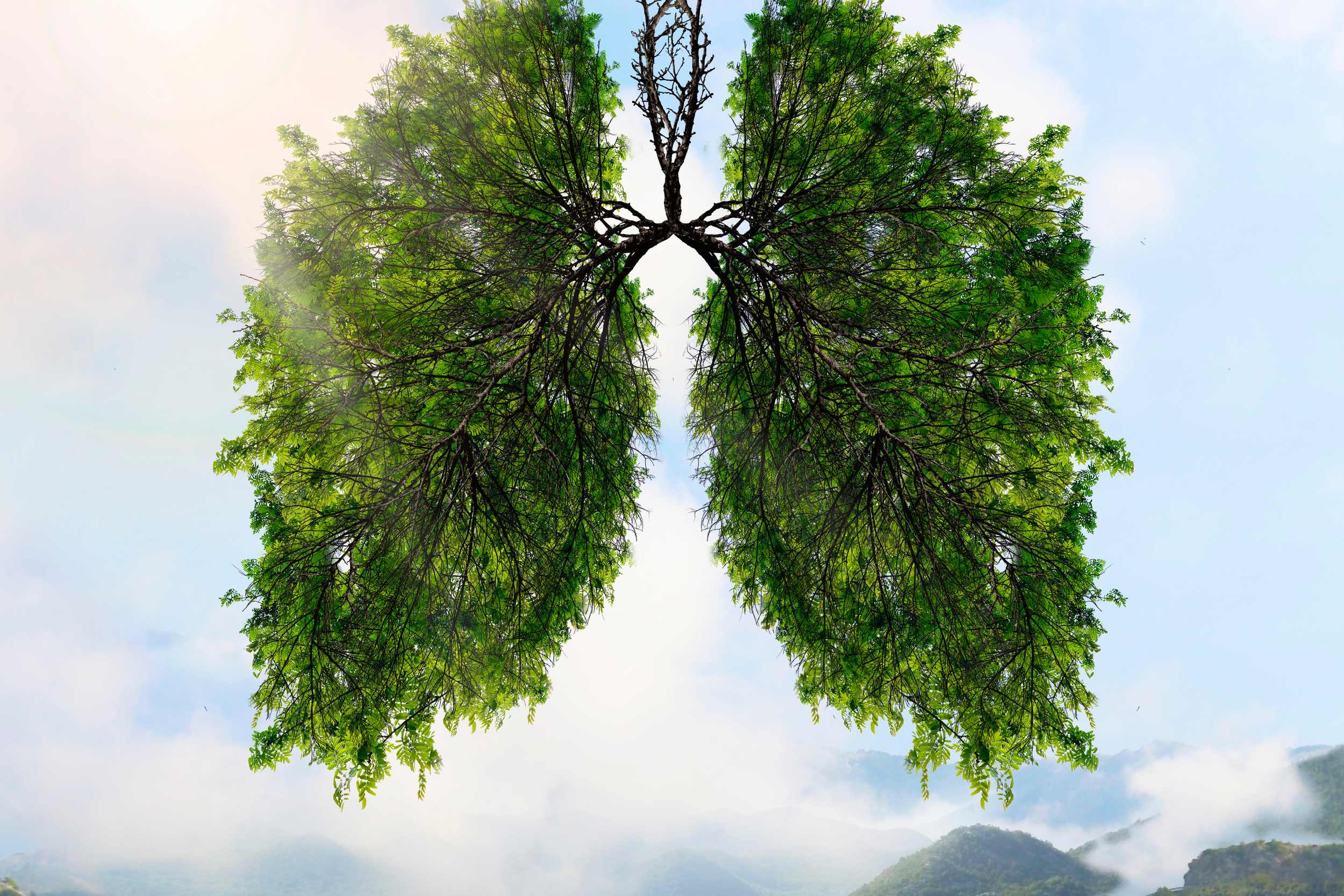 Zielone płuca, fot. Shutterstock
