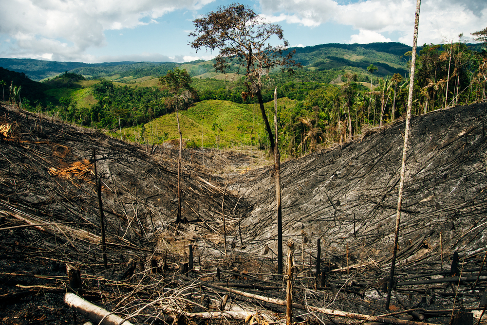 wycinka lasów deszczowych w Kolumbi, Puszcza Amazońska, fot. Shutterstock