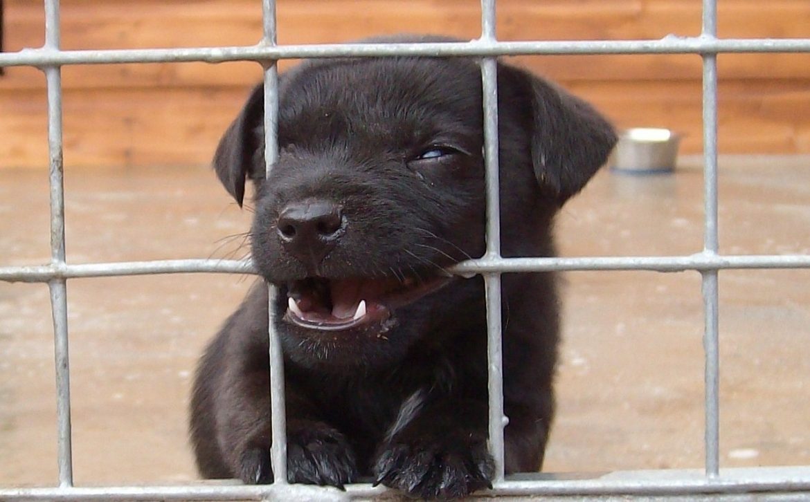 dog-g33ab636ca_1280