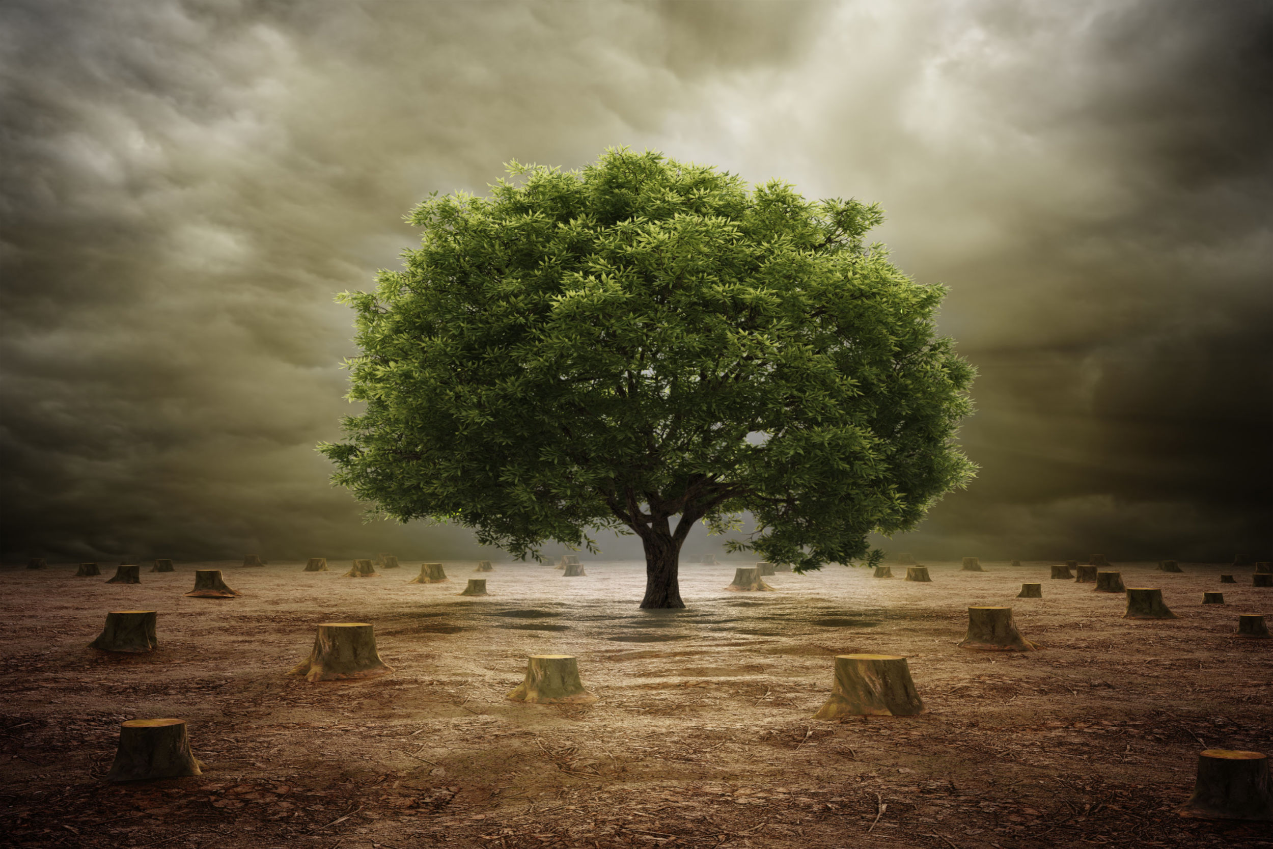 Drzewo, wylesianie, fot. Shutterstock