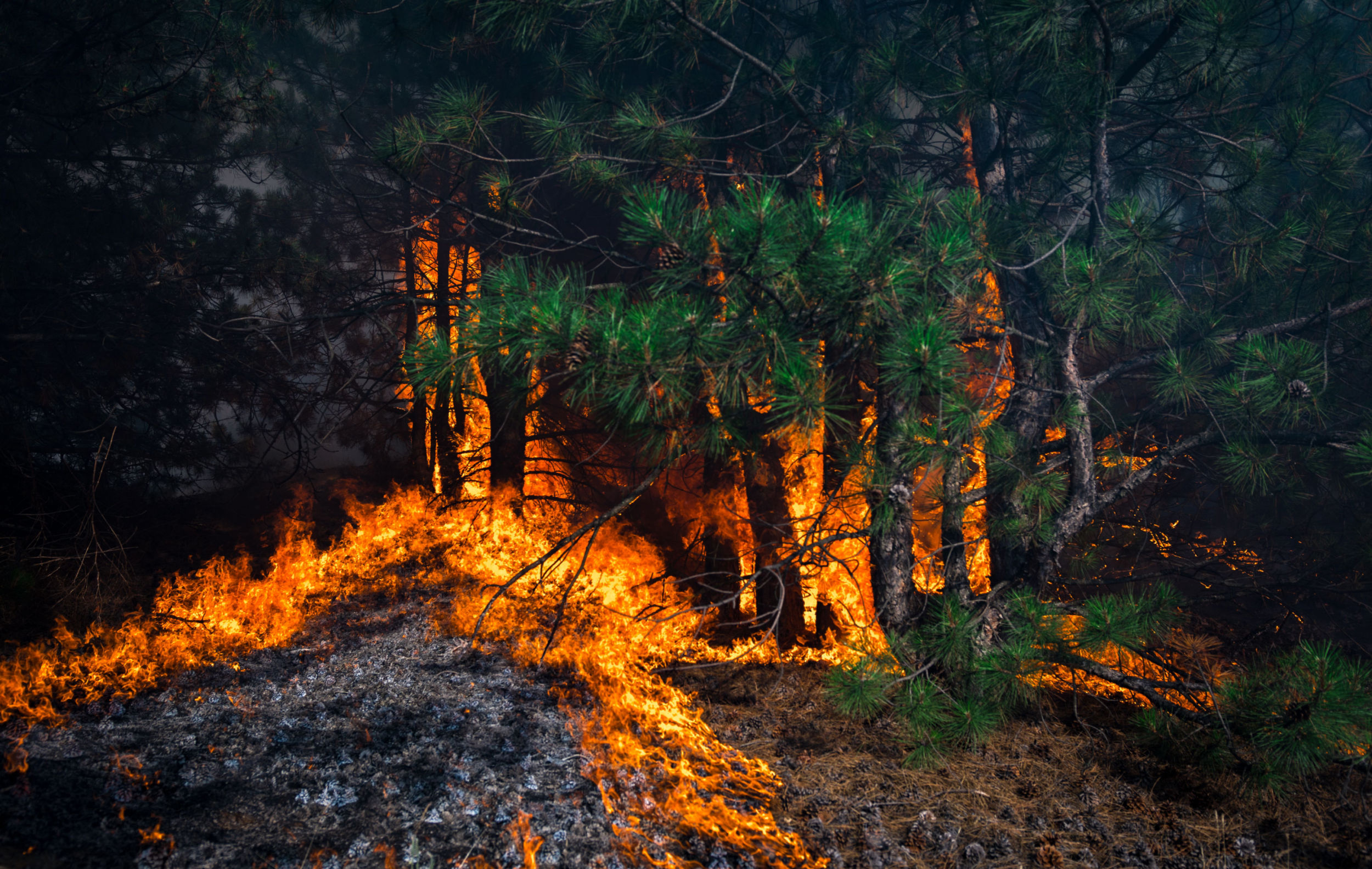Pożar lasu, fot. Shutterstock