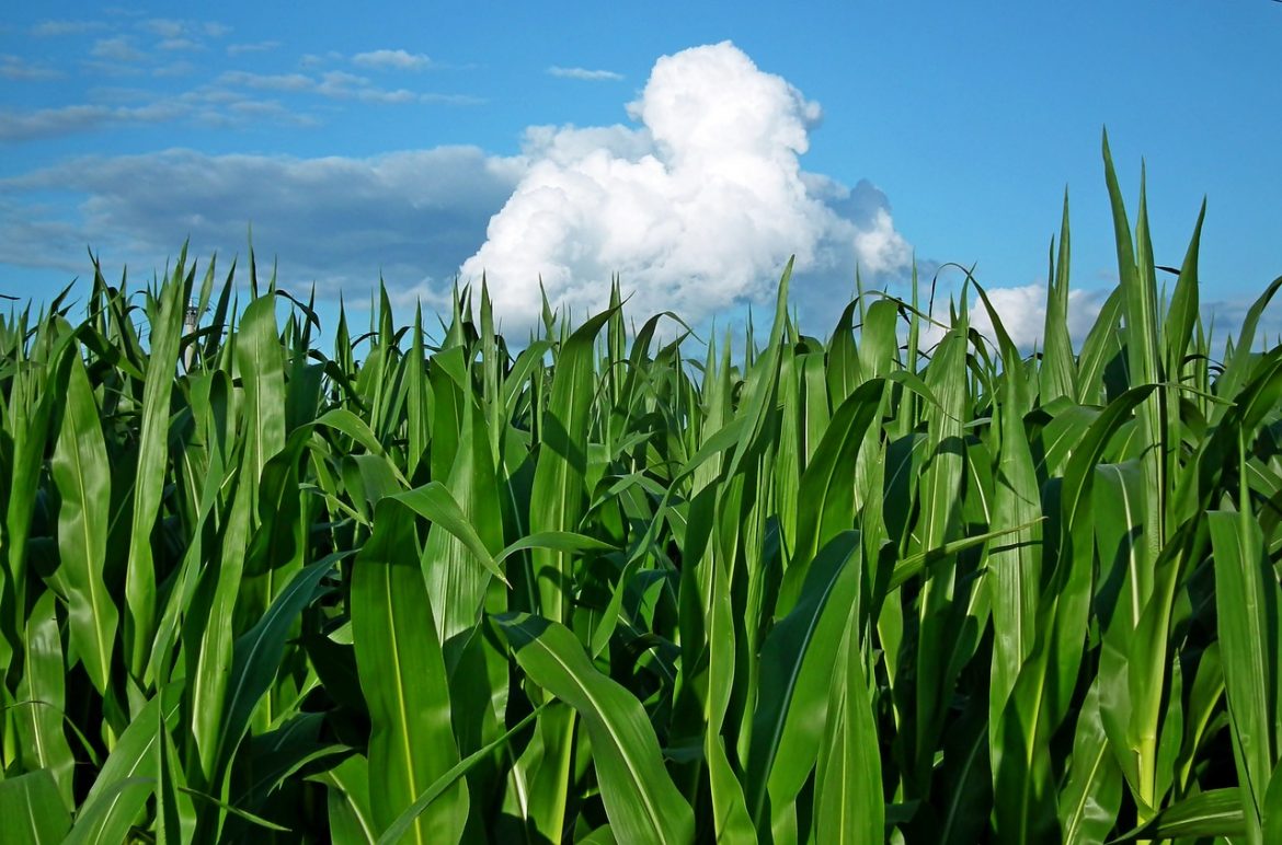 corn-gbfa2614c5_1280