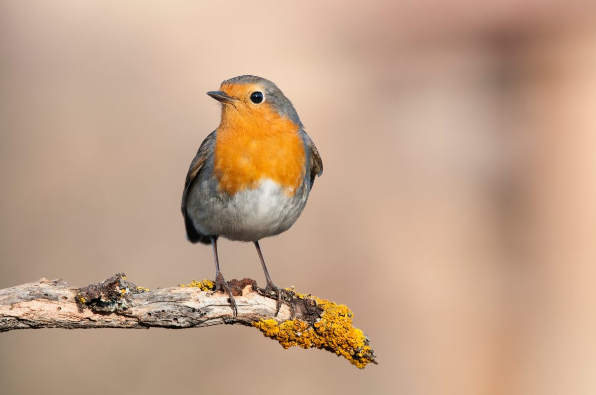 shutterstock_1268376661-min