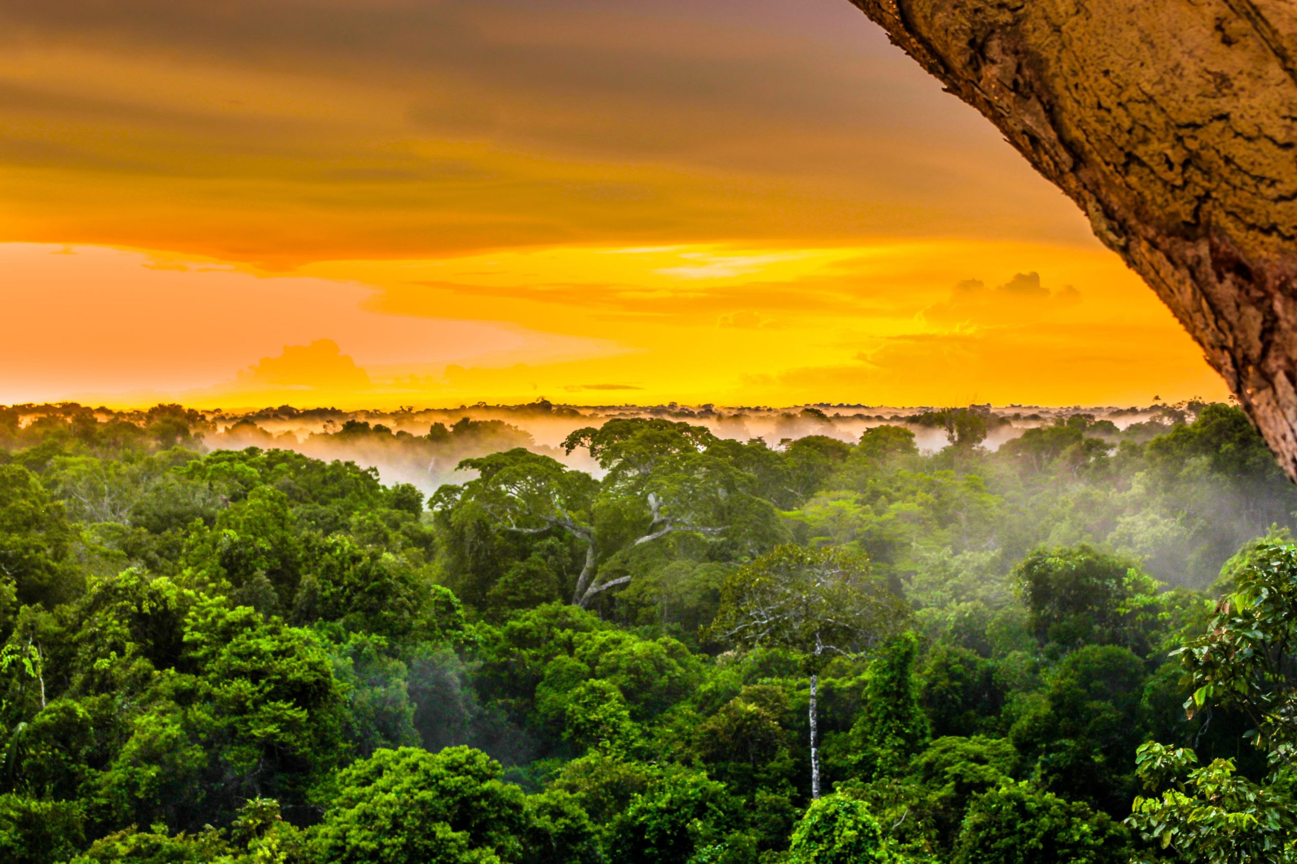 Maleje wylesianie Amazonii, fot. Shutterstock