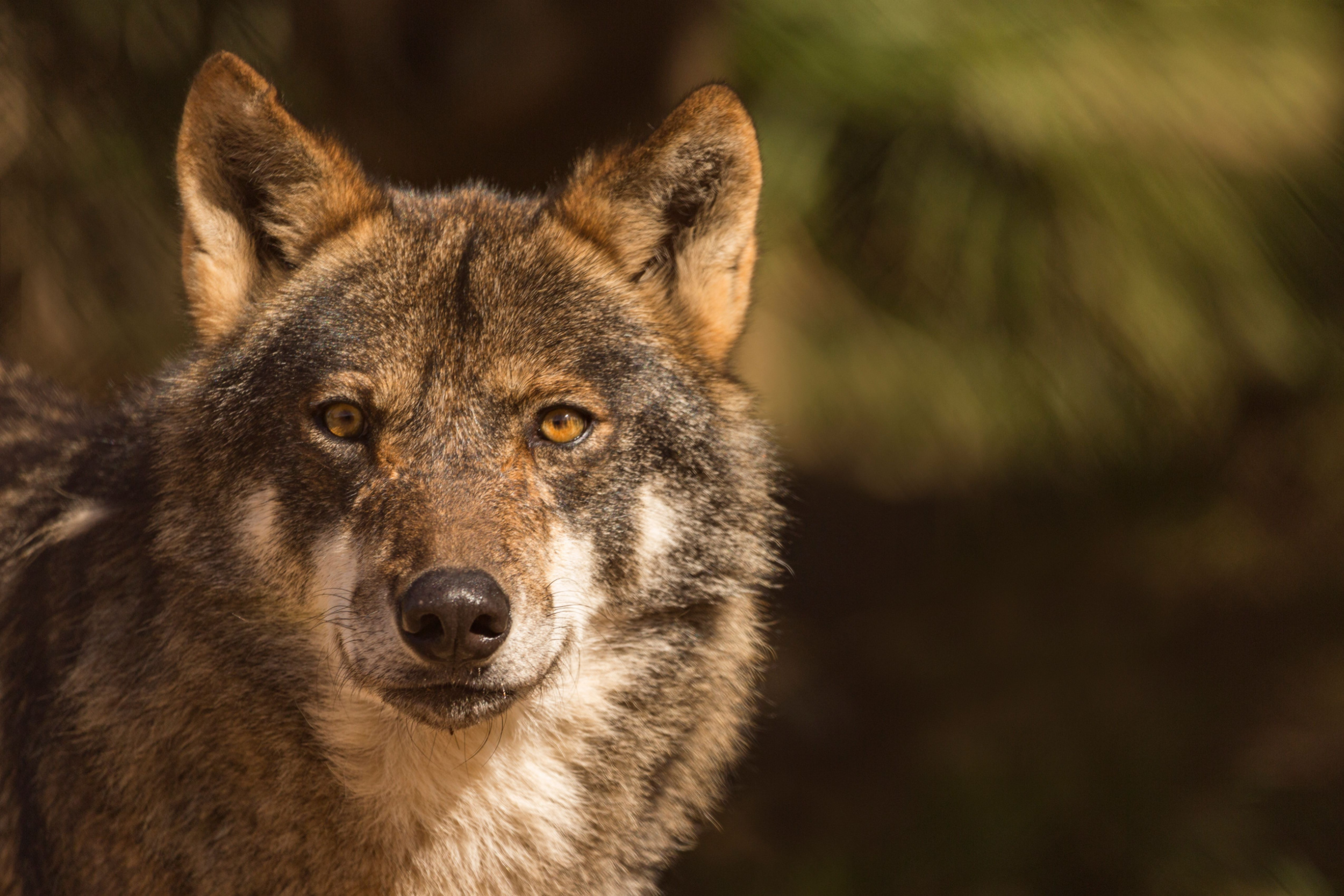 Wilk iberyjski, populacja wilków
