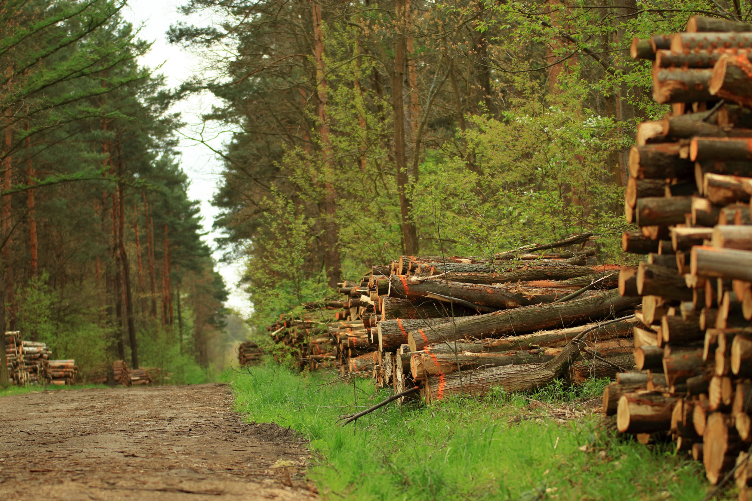 Wycinka lasów, fot. Shutterstock