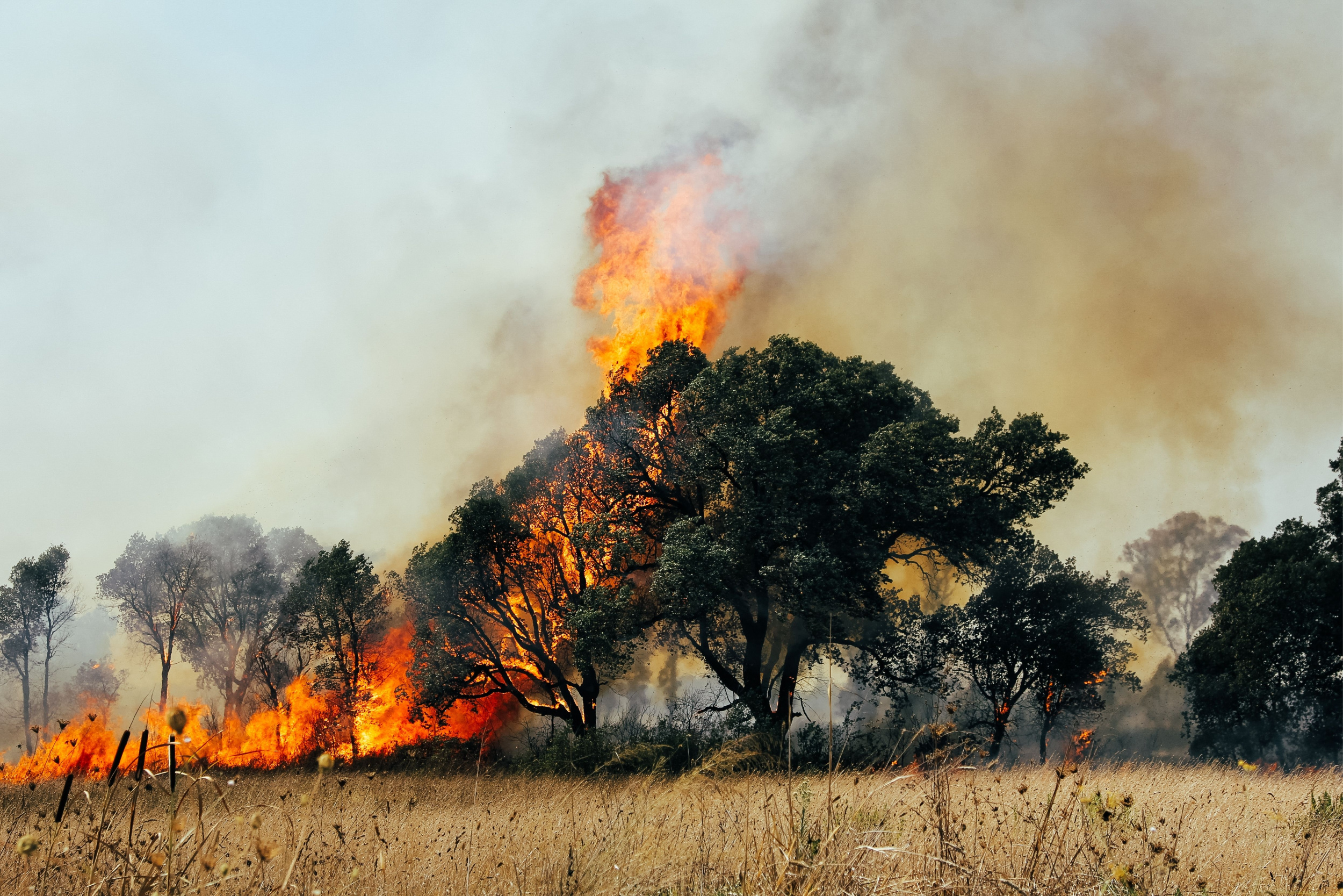 Pożar lasu, fot. Shutterstock