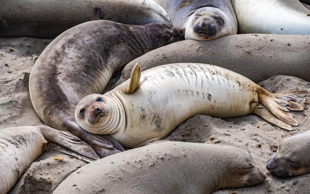Foki na brzegu, zwierzęta morskie, fot. Shutterstock