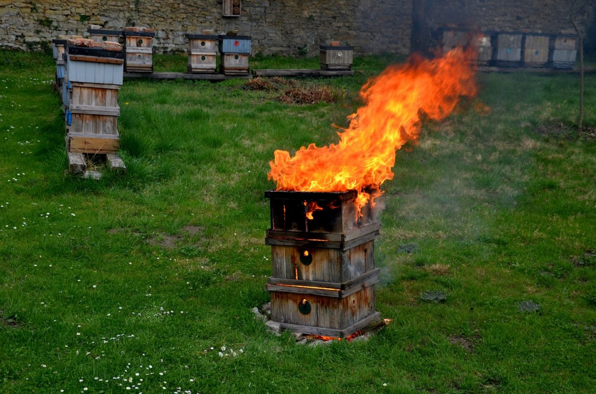 Pasieka, zwalczanie zgnilca amerykańskiego, fot. Shuttestock