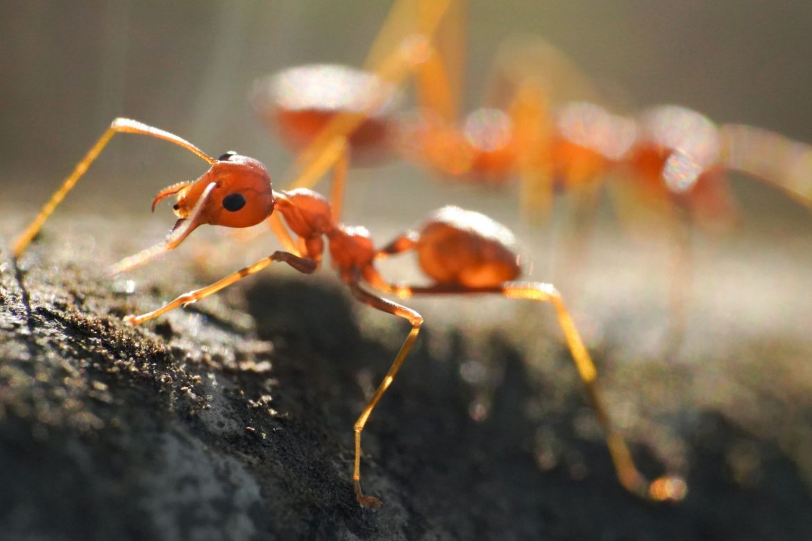 Mrówka ognista, gatunek inwazyjny, intruz (1)