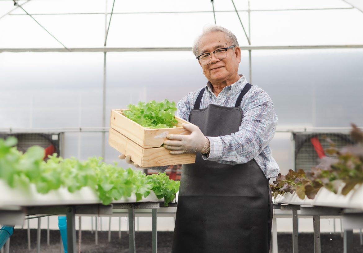 Senior,Man,Working,In,Hydroponic,Farm,Holds,A,Box,Full