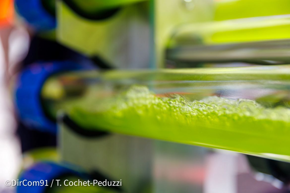 Biocyrkularne centrum danych, algi, fot. Materiały Prasowe Data4