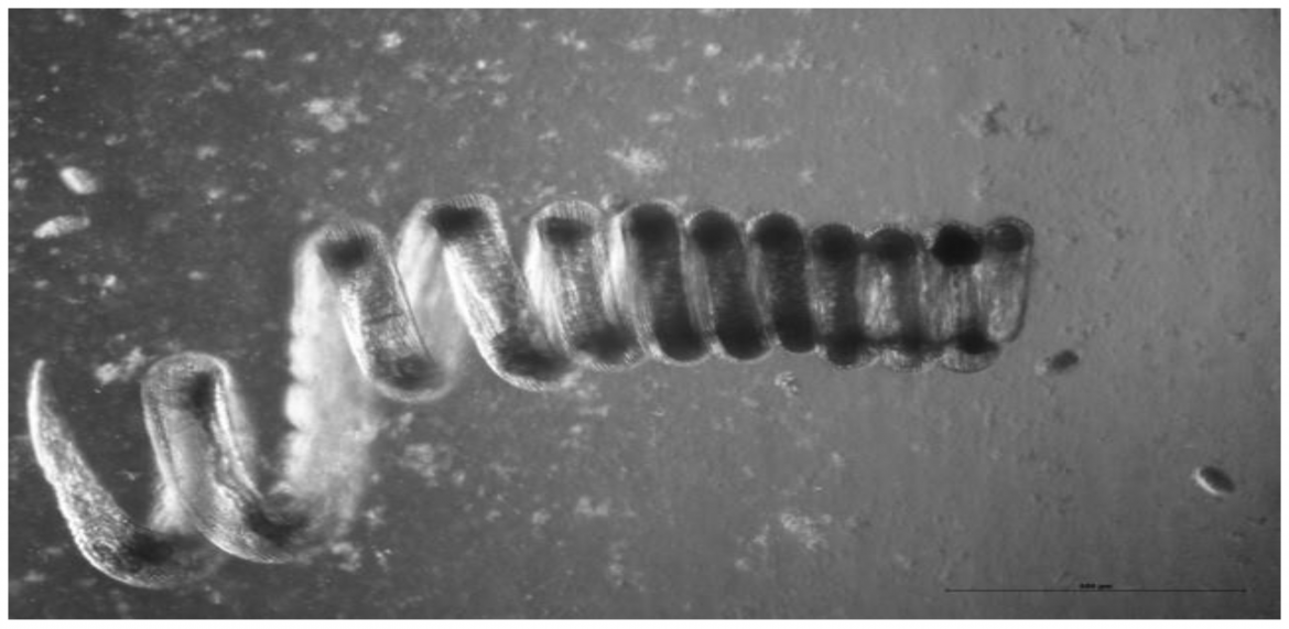 Samica nicienia jelitowego Heligmosomoides polygyrus, fot. materiały prasowe
