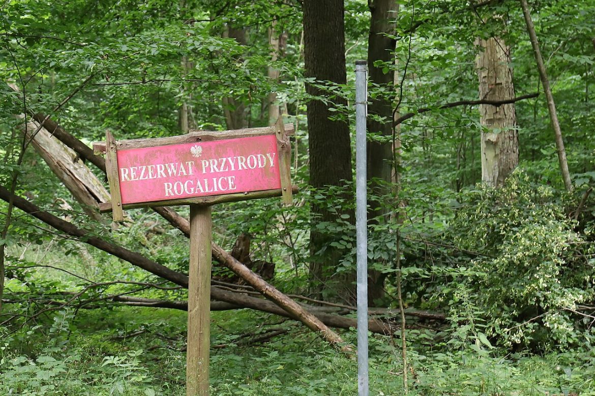 Powoływanie nowych rezerwatów przyrody, Rezerwat przyrody Rogalice w gminie Lubsza, w województwie opolskim, fot. Wikimedia Commons/Ralf Lotys (Sicherlich) CC BY 4.0