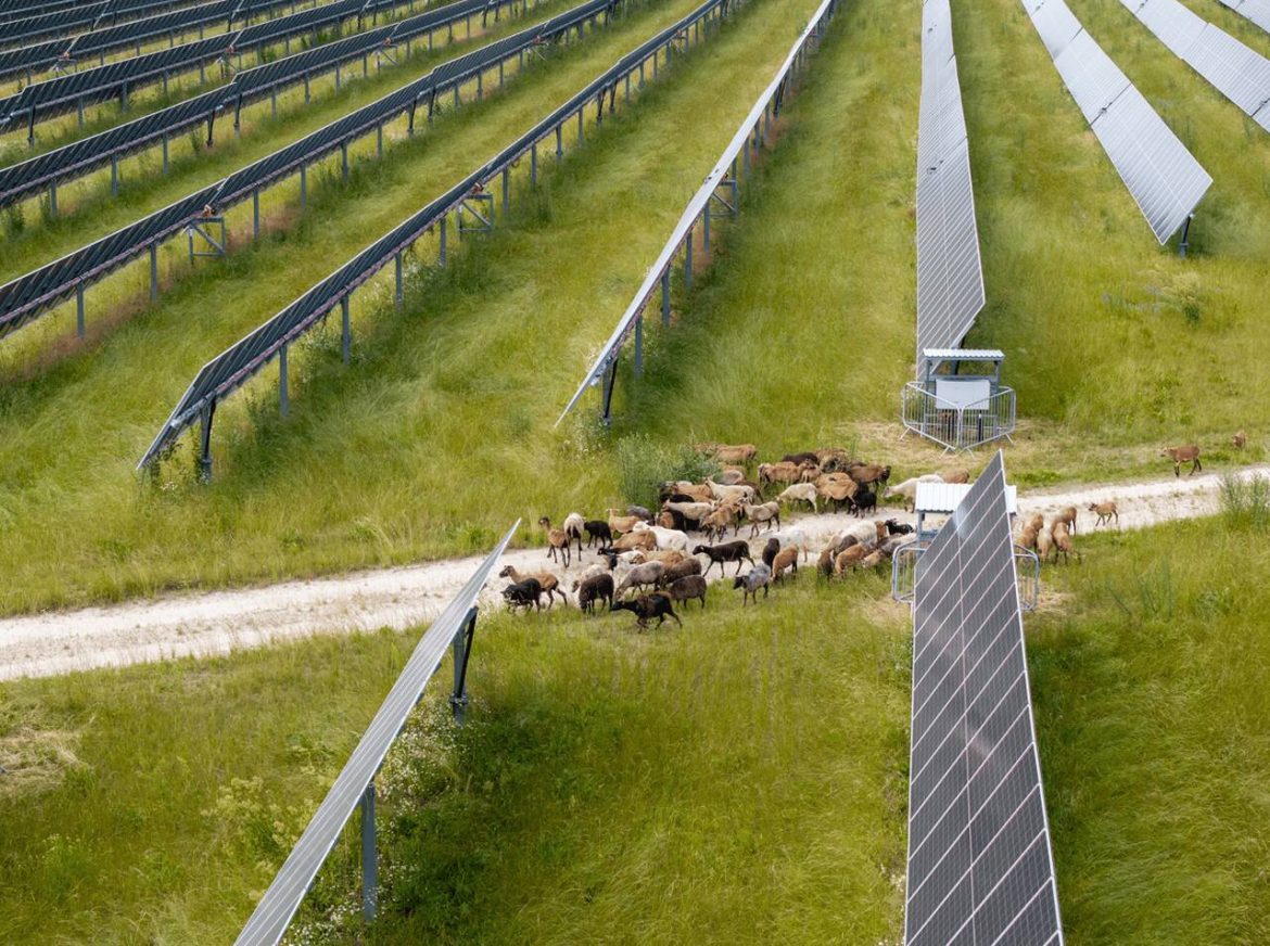 Owce na farmie fotowoltaicznej, fot. Eurowind Energy