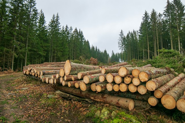 Komisja Europejska ma zastrzeżenia, organizacje chcą pisać ustawę od nowa. Spór o lasy wraca